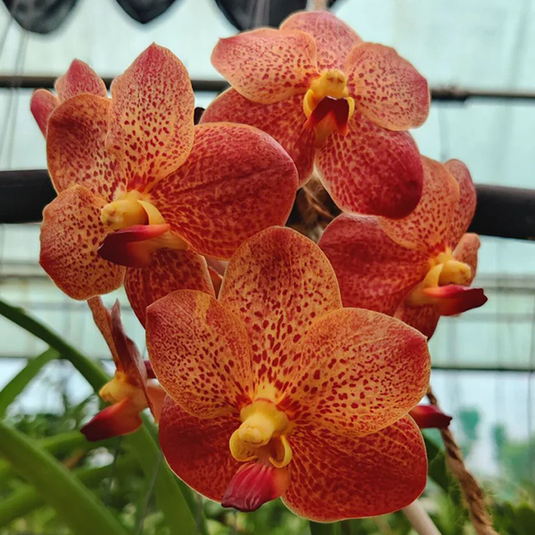 Vanda Orchid Thaispot x Kulvadee Fragrant Mature