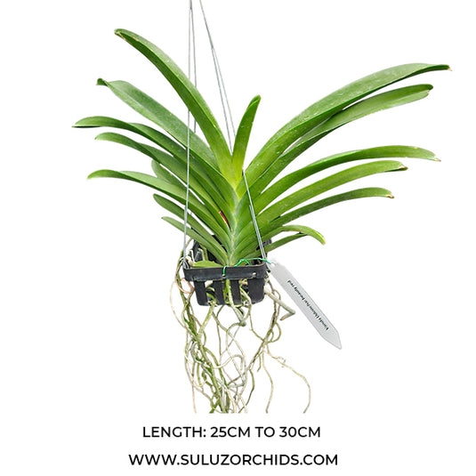 Vanda Orchid Udonchai Beauty Red Mature