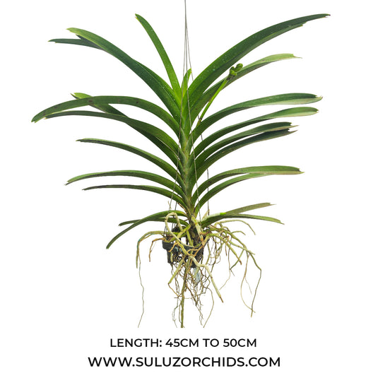 Vanda Orchid (Varuth Leopard x Nopporn Golden Dream) #703 Mature - Ready To Flower