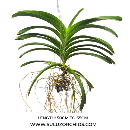 Vanda Orchid Yellow Butterfly # 337 Mature - Ready To Flower