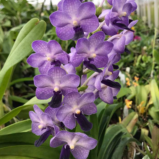 Vanda Orchid Plant - Vandachostylis Jairak Sapphire Seedling