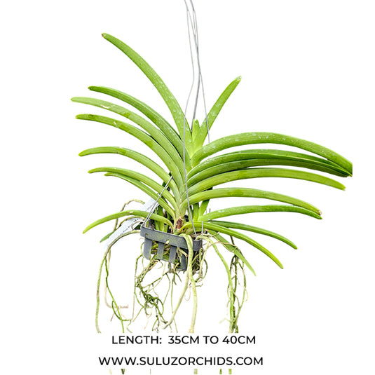 Vanda Orchid Vandachostylis Pine River 6N x Aroonsri (Hybrids) Mature