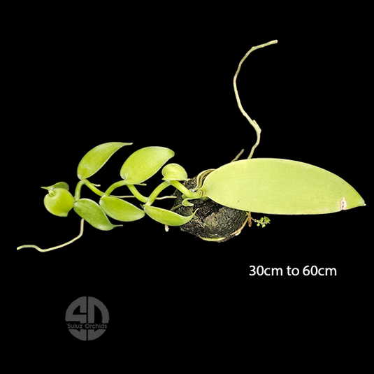 Vanilla Orchid Giffy Potted