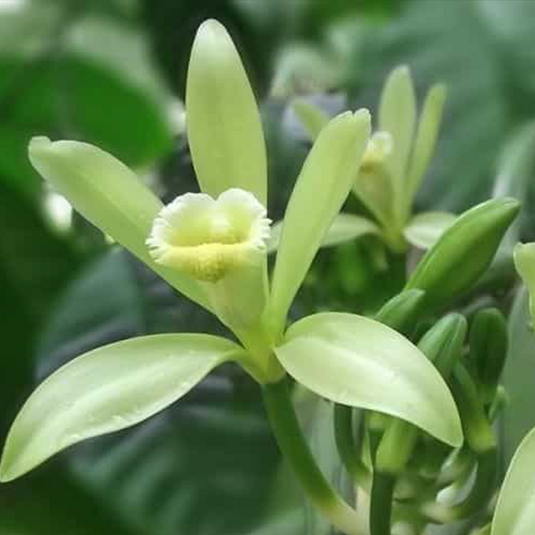 Vanilla Orchid Giffy Potted