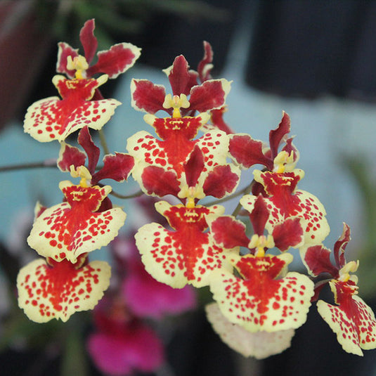 Tolumnia Orchid William Thurston