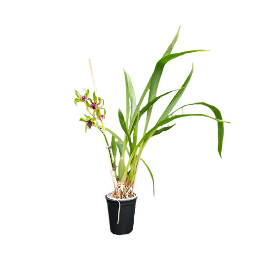 Dendrobium Exotic Orchid Plant Zygopetalum Mature