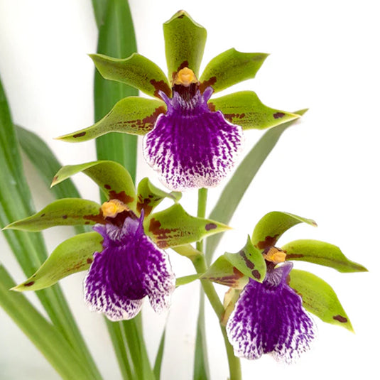 Dendrobium Exotic Orchid Plant Zygopetalum Mature