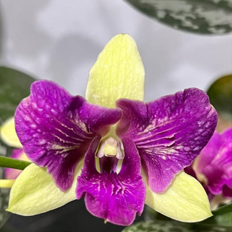Dendrobium Mature With Buds