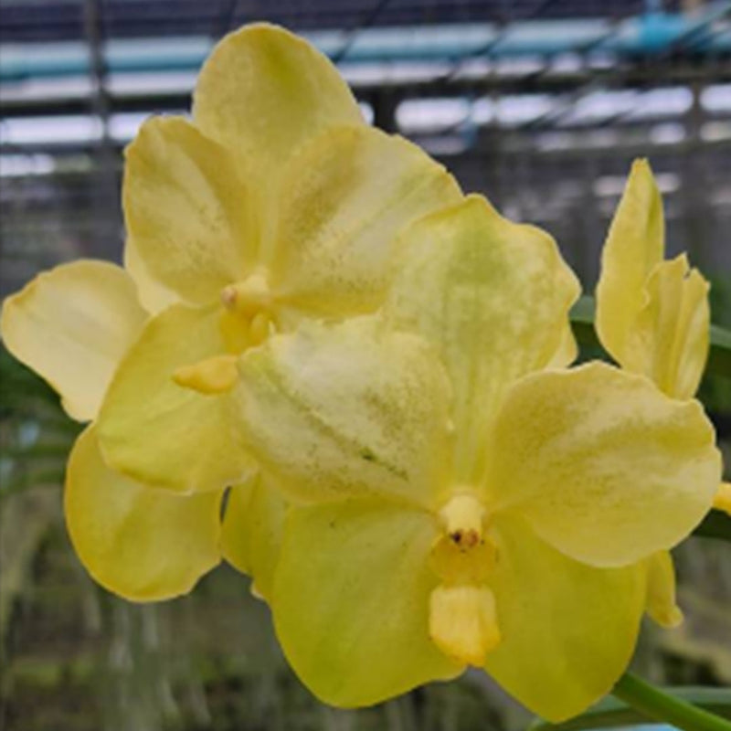 Vanda Orchids