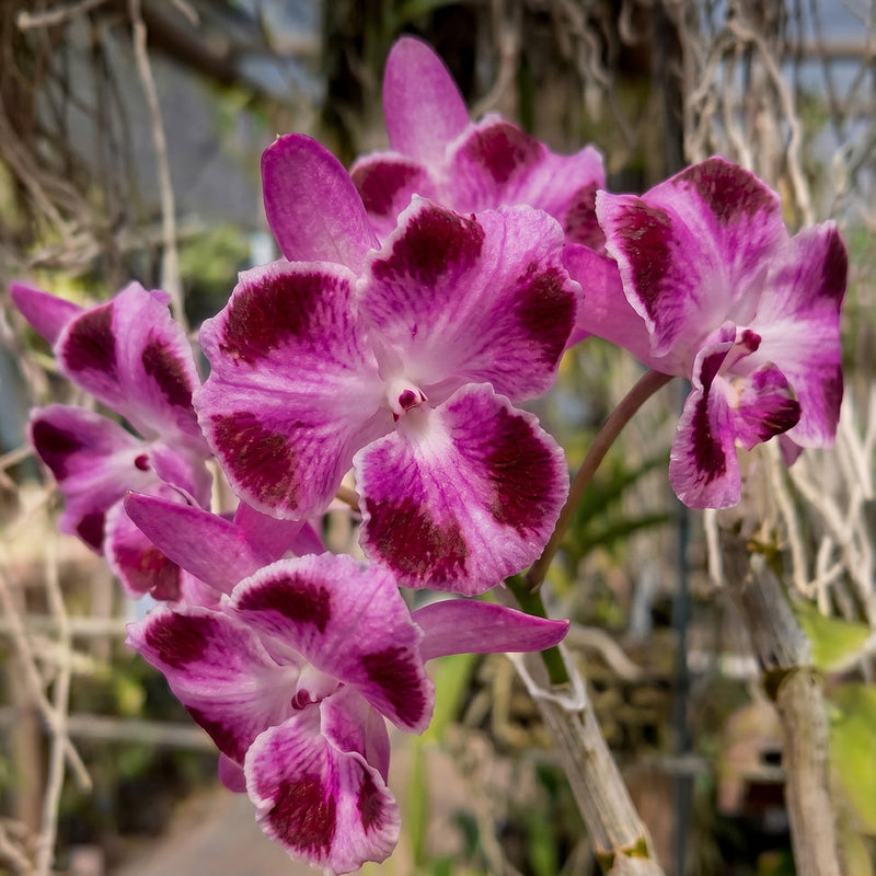 Rare Exotic Orchids