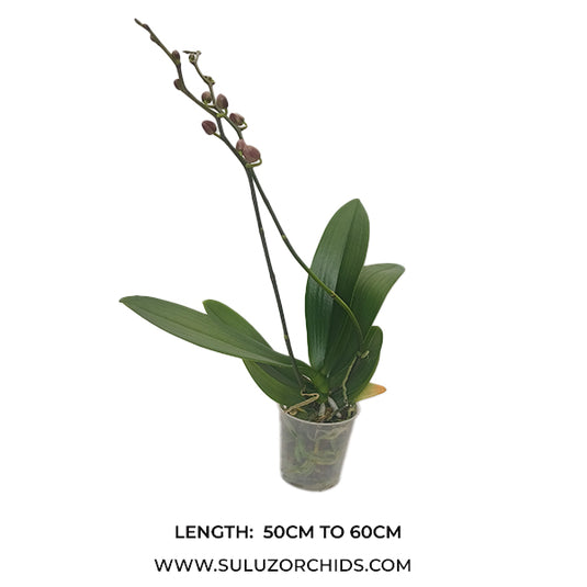 Phalaenopsis Orchid  Precious Love Mature Plant With Bud/Flower