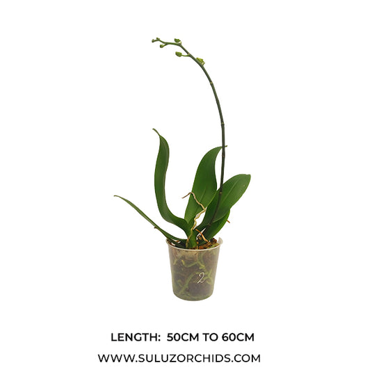 Phalaenopsis Orchid Miraflore Mature Plant With Bud/Flower