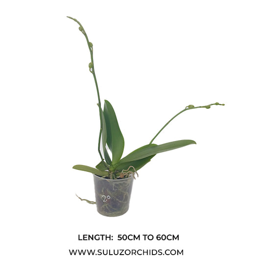 Phalaenopsis Orchid Arcadia Mature Plant With Bud/Flower