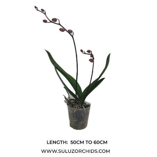 Phalaenopsis Orchid Impulsive Mature Plant With Bud/Flower