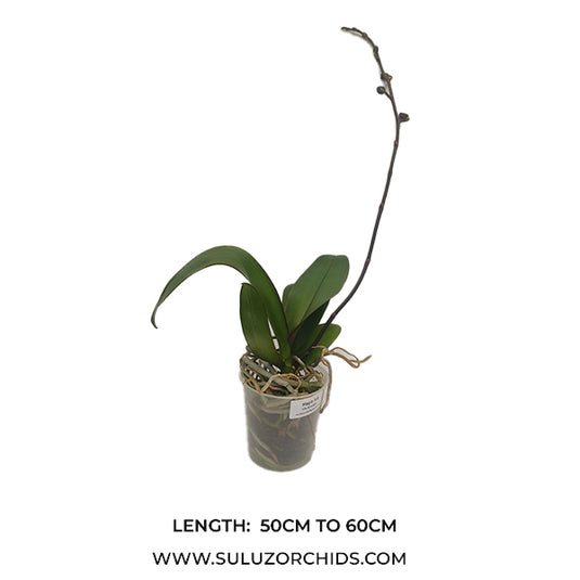 Phalaenopsis Orchid Magic Art Mature Plant With Bud/Flower
