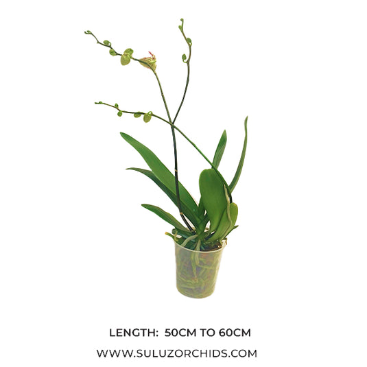 Phalaenopsis Orchid Tropic Ocelot Mature Plant With Bud/Flower