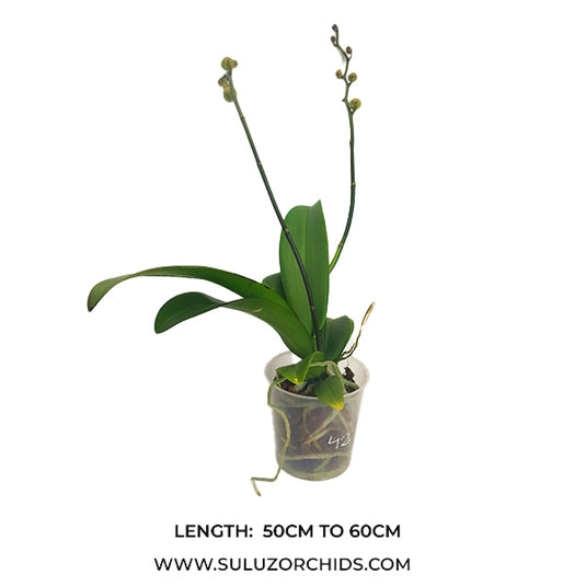 Phalaenopsis Orchid Cliffhanger Plant With Bud/Flower
