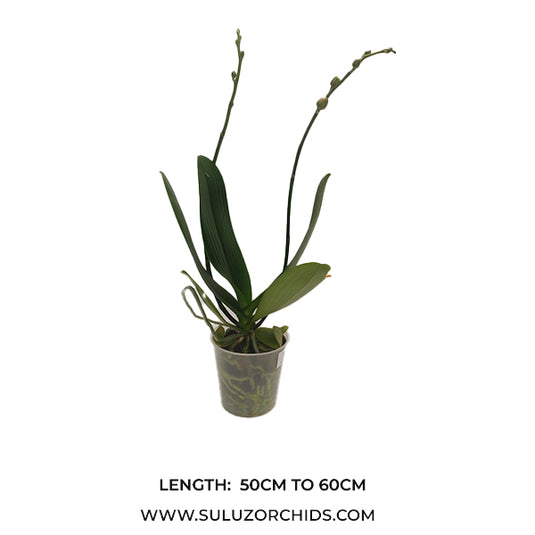 Phalaenopsis Orchid Elastic Love Mature Plant With Bud/Flower