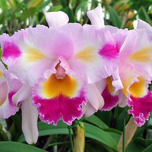 Cattleya Orchid Plant Lc.Color Guard Parade Seedling