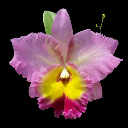 Cattleya Orchid Plant Airy sweet Pink P1293 Seedling