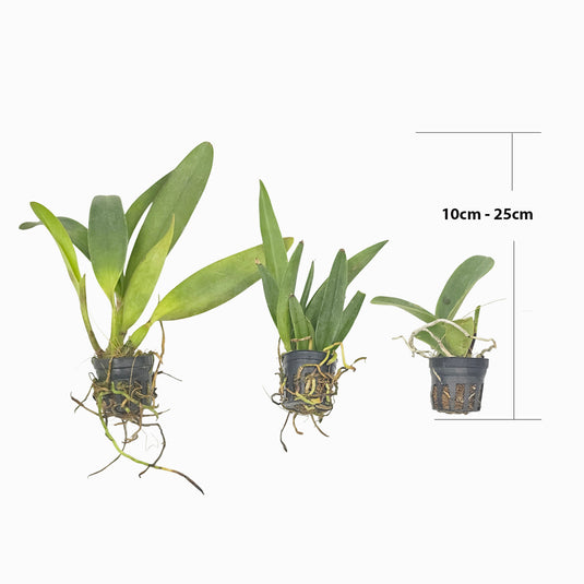 Cattleya Orchid Plant Pot. Chief Sweet Opange Sweet Orange Seedling