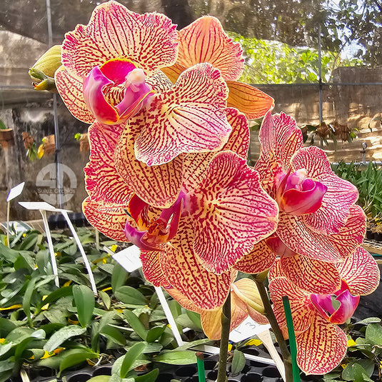 Phalaenopsis Orchid DF1443 orange and pink patterned flower with elegant rounded petals.