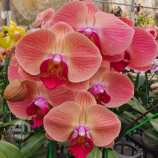 Phalaenopsis orchid with elegant peach and red flowers