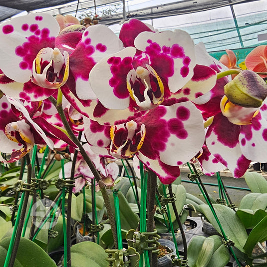 Phalaenopsis orchid with elegant white and purple flowers