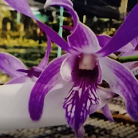 Dendrobium Orchid Plant Caesar Dark Purple #18 - Seedling