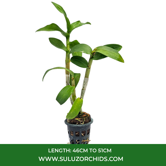 Purple Dendrobium orchid Plant with purple and white blossom with yellowish center.