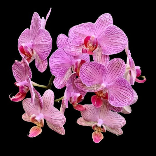 Phalaenopsis Orchid Plant Day Criptx Medium Stage