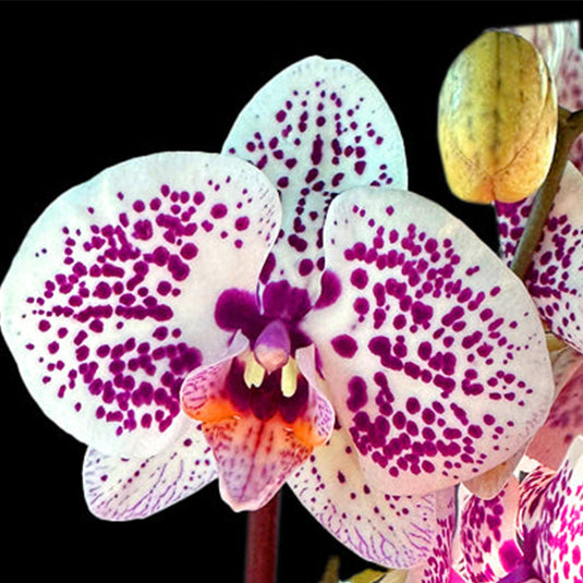 Phalaenopsis Orchid Tropic Ocelot - Mature Plant