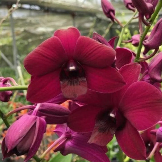 Dendrobium Orchid Panama Red Mature