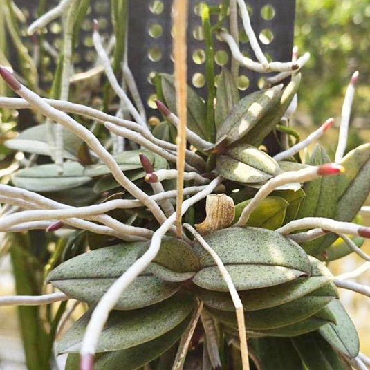 Phalaenopsis Pulcherrima ( PULCHER ) Rare Exotic Orchid