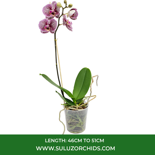 Purple Phalaenopsis orchid plant featuring elegant long-lasting flowers