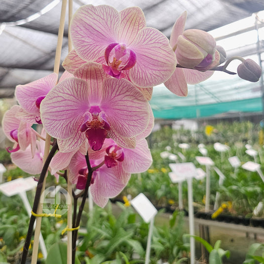 Beautiful Pink Phalaenopsis orchid with bold petals and vibrant tropical blooms