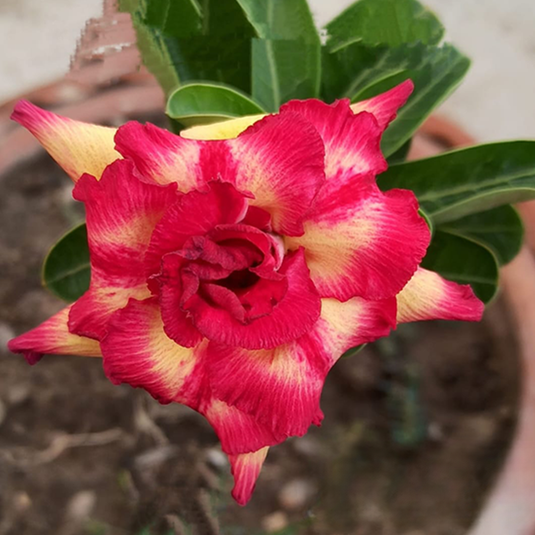 Adenium BR101 - Mature