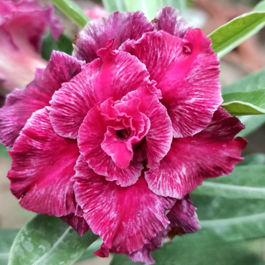Adenium BR119 - Mature
