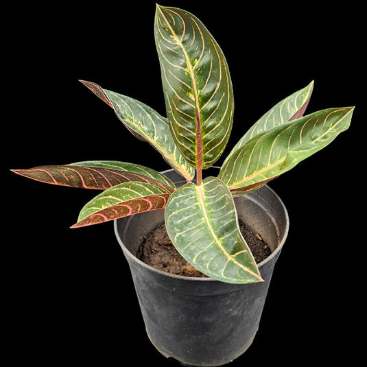 aglaonema dark Aglonaima Black Sumatra Plant