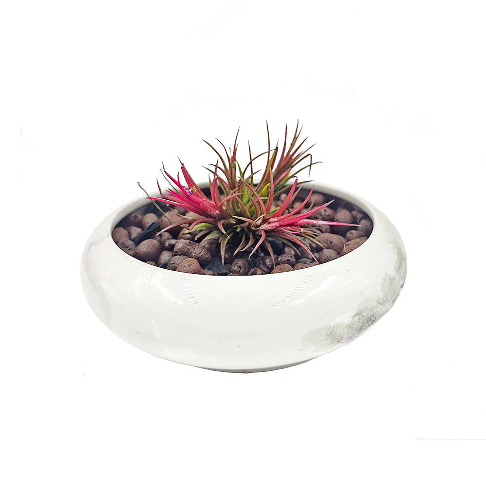Tillandsia Red Air Plant