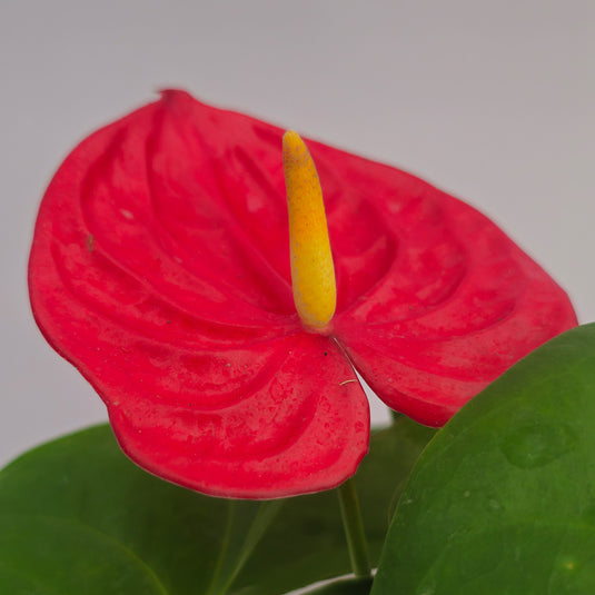 Anthurium Amirante Plant