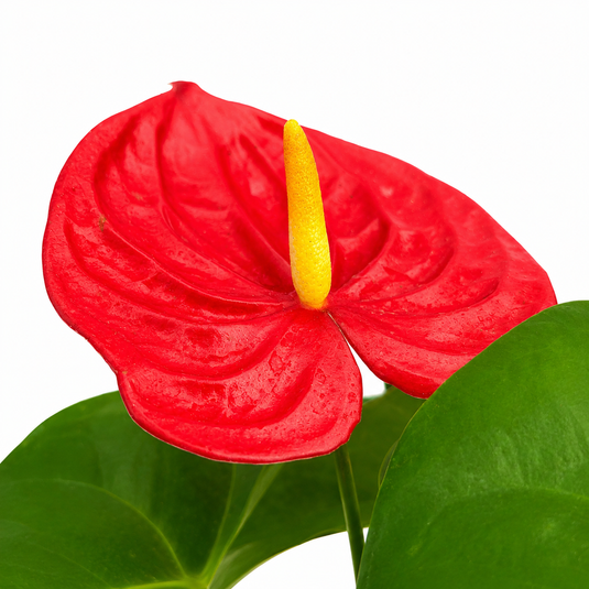 Anthurium Amirante Plant