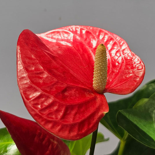 Anthurium Aristo Red Plant