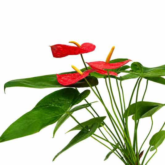 Anthurium Aroha Plant