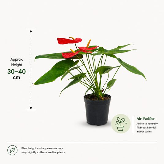 Anthurium Aroha Plant
