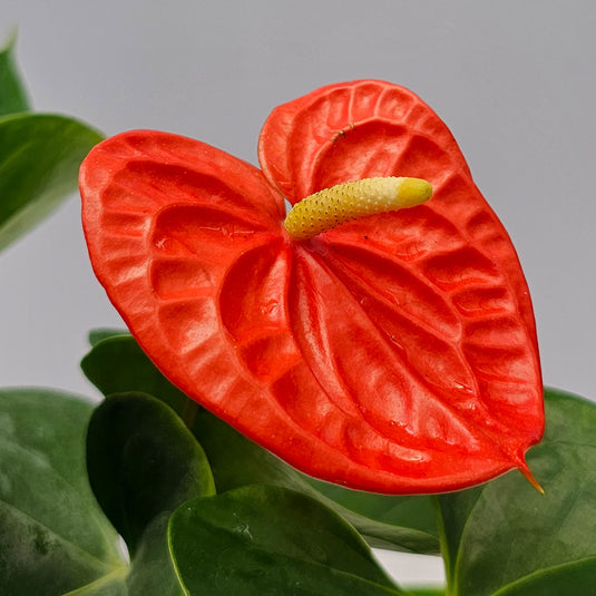 Anthurium Atlas Plant