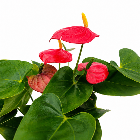 Anthurium Bambino Red Plant
