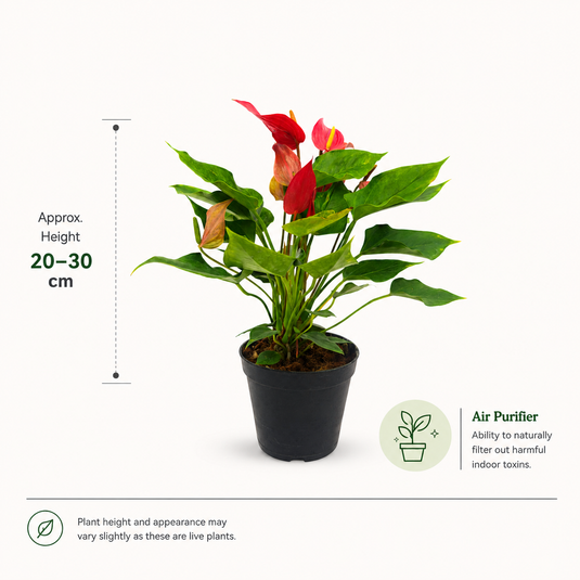 Anthurium Bandora Roja Plant