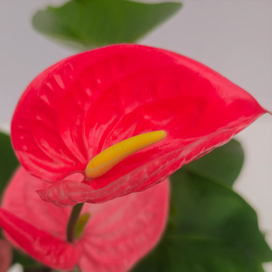 Anthurium California Plant