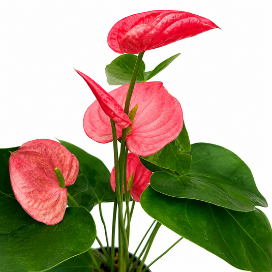Anthurium California Plant
